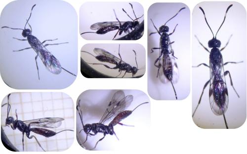 Réf. 253 379 : Xorides csikii